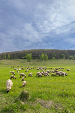 Photo for Sheep herd in Stiavnicke vrchy on Krupinska planina, Slovakia - Royalty Free Image
