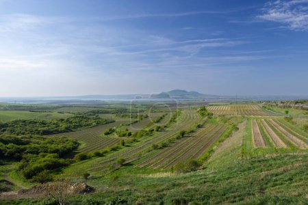 Téléchargez les photos : Vignobles sous Palava, Moravie du Sud, République tchèque - en image libre de droit