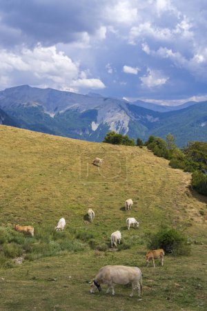 Foto de Ovejas en el paisaje típico cerca de Portillo de Eraize y Col de la Pierre St Martin, frontera española francesa en los Pirineos, España - Imagen libre de derechos