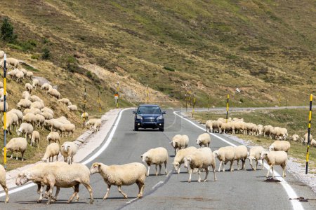 Téléchargez les photos : Moutons dans un paysage typique près de Portillo de Eraize et Col de la Pierre St Martin, frontière espagnole française dans les Pyrénées, Espagne - en image libre de droit