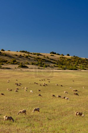 Manada de ovejas cerca de Millau, Occitanie, Departement Aveyron, Francia