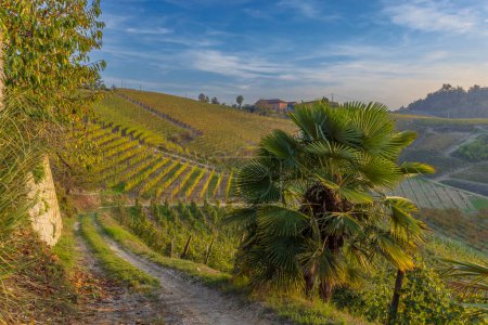 Foto de Viña típica cerca de Canale, región vinícola de Barolo, provincia de Cuneo, región del Piamonte, Italia - Imagen libre de derechos