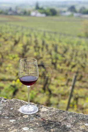 Foto de Copa de pinot noir vino tinto en viñedos de principios de primavera cerca de Aloxe-Corton, Borgoña, Francia - Imagen libre de derechos