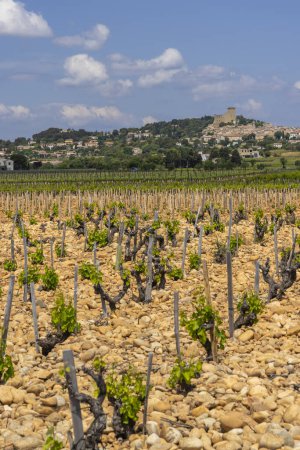 Téléchargez les photos : Vignoble typique avec pierres près de Châteauneuf-du-Pape, Côte du Rhône, France - en image libre de droit