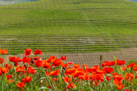 Typischer Weinberg in der Nähe von Castiglione Falletto, Weinregion Barolo, Provinz Cuneo, Region Piemont, Italien
