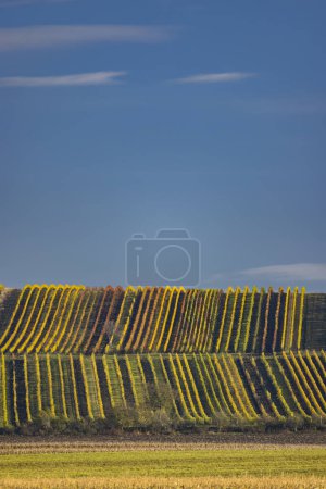 Photo for Autumn vineyard near Velke Bilovice, Southern Moravia, Czech Republic - Royalty Free Image