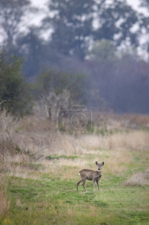 Young roe deer in  in Hortobagy National Park, UNESCO World Heritage Site, Puszta is one of largest meadow and steppe ecosystems in Europe, Hungary