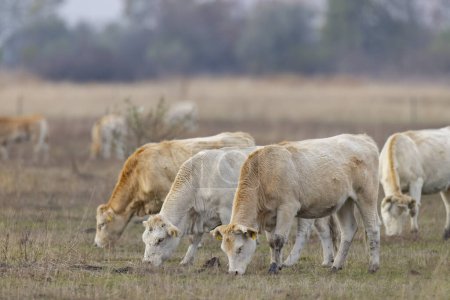 Kuh im Hortobagy Nationalpark, UNESCO-Weltnaturerbe, die Puszta ist eines der größten Weide- und Steppenökosysteme Ungarns