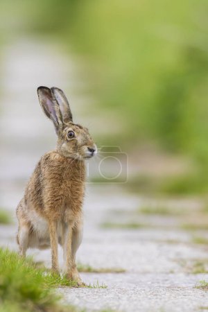 Field hare (Lepus europaeus) in Bird park Kosteliska near Dubnany, Southern Moravia, Czech Republic