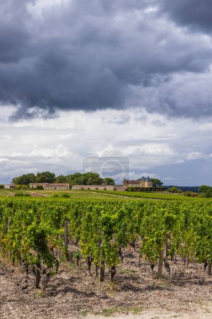 Vignobles typiques près de Château d'Yquem, Sauternes, Bordeaux, Aquitaine, France