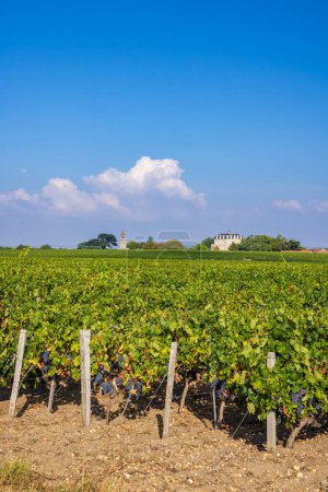 Vignobles typiques près de Château la Tour de By, Bordeaux, Aquitaine, France
