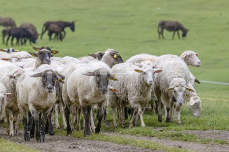 Téléchargez les photos : Sheep herd in National park Muranska Planina, Slovakia - en image libre de droit