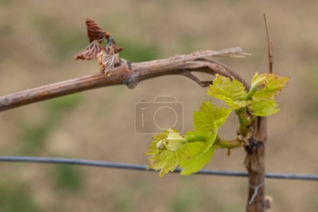 Viña de primavera dañada por fuertes heladas (partes marrones están muertas), viñedo donde habrá muy poca cosecha, sur de Moravia, República Checa