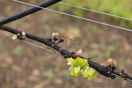 Viña de primavera dañada por fuertes heladas (partes marrones están muertas), viñedo donde habrá muy poca cosecha, sur de Moravia, República Checa