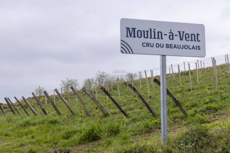 Frühjahrsweinberge in der Nähe von Julienas in Beaujolais, Burgund, Frankreich