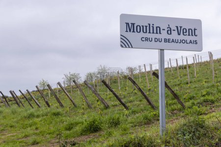 Spring vineyards near Julienas in Beaujolais, Burgundy, France
