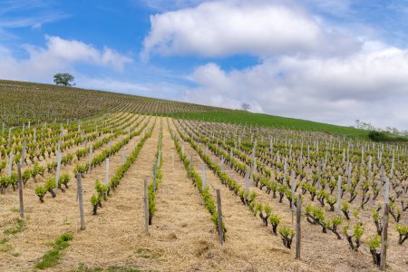 Frühjahrsweinberge in der Nähe von Julienas in Beaujolais, Burgund, Frankreich