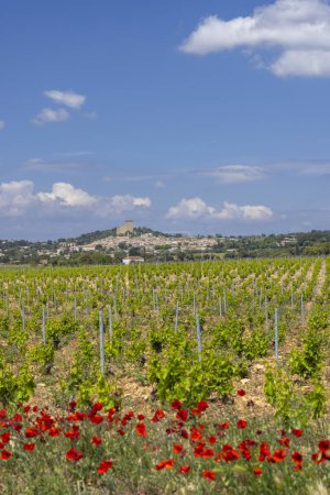 Photo for Typical vineyard with stones near Chateauneuf-du-Pape, Cotes du Rhone, France - Royalty Free Image