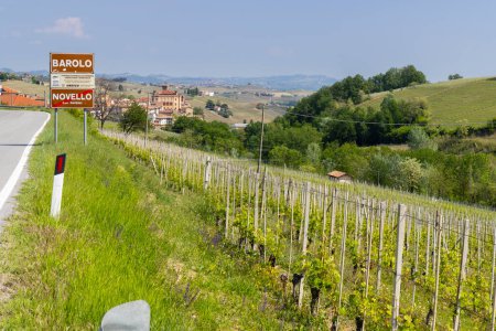 Typical vineyard near Barolo, Barolo wine region, province of Cuneo, region of Piedmont, Italy