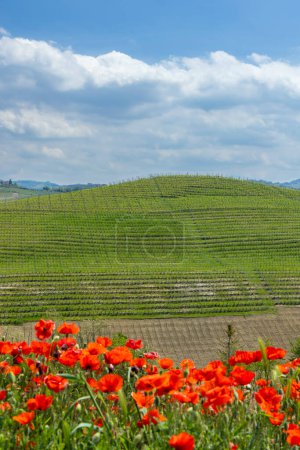 Típico viñedo cerca de Castiglione Falletto, región vinícola de Barolo, provincia de Cuneo, región de Piamonte, Italia