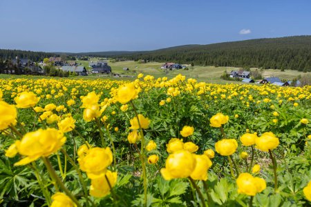 Photo for Spring landscape with Jizerka near Korenov, Northern Bohemia, Czech Republic - Royalty Free Image