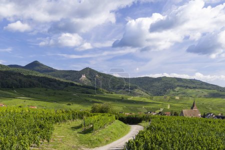 Viña típica cerca de Hunawihr cerca de Ribeauville Riquewihr, Haut-Rhin, Región Grand Est, Alsacia, Francia
