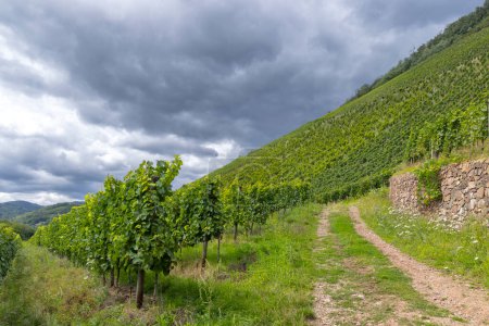Typical Grand Cru vineyard in Thann, Haut-Rhin, Region Grand Est, Alsace, France