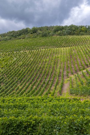 Viña típica de Grand Cru en Thann, Haut-Rhin, Región Grand Est, Alsacia, Francia