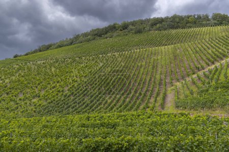 Viña típica de Grand Cru en Thann, Haut-Rhin, Región Grand Est, Alsacia, Francia