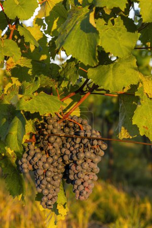 Téléchargez les photos : Vignoble avec Palava, Moravie du Sud, République tchèque - en image libre de droit