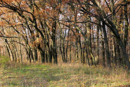 Téléchargez les photos : Forêt d'automne avec aok arbres - en image libre de droit