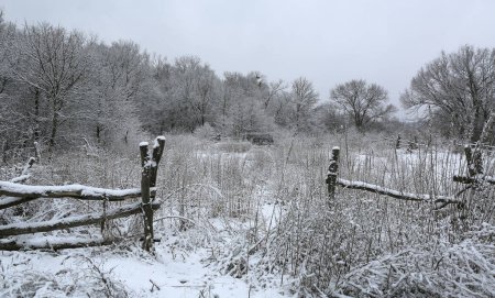 Téléchargez les photos : Paysage hivernal avec clôture en bois de vieux pâturages en forêt - en image libre de droit