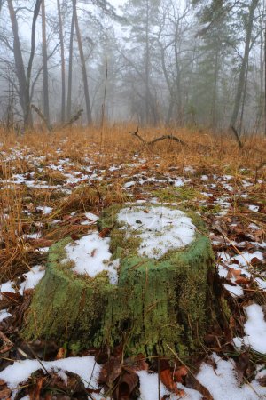 Téléchargez les photos : Paysage avec vieux tronc de bois dans la forêt printanière aérée - en image libre de droit
