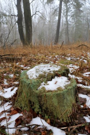 Téléchargez les photos : Paysage avec dernière neige fondue sur vieux tronc de bois dans la forêt brumeuse - en image libre de droit