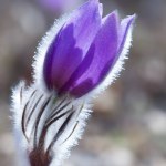 View on nice spring pasque flower