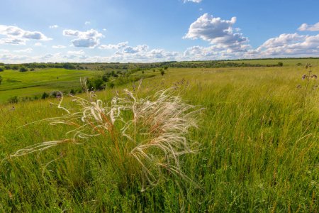 landscape with feather grass on green meadow  in summer steppe