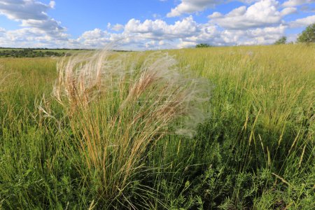 landscape with feather grass on green meadow  in summer windy day