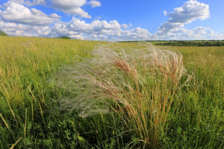 feather grass on green meadow  in summer steppe