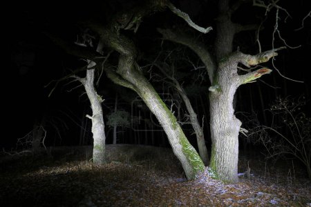 night scene with old oak trees in forest