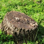 Abstract old tree stump in spring forest