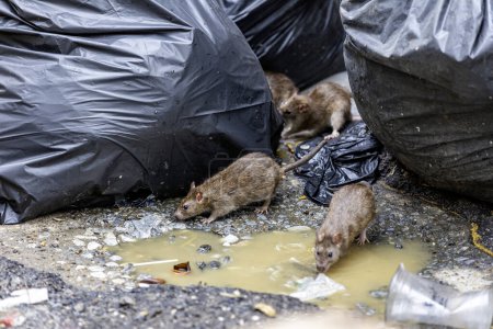 Photo for Dirty disgusting rats on area that was filled with sewage, smelly, damp, and garbage bags. Referring to the problem of rats in the city, disease outbreaks from animals, filth of city. Selective focus. - Royalty Free Image