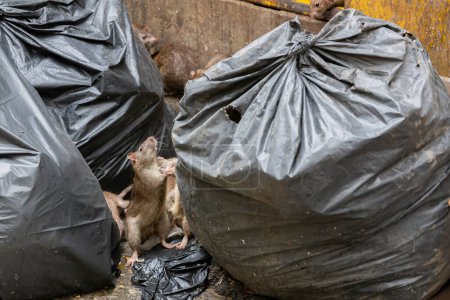 Des rats sales et dégoûtants dans une zone remplie d'égouts, d'odeurs, d'humidité et de sacs à ordures. Se référant au problème des rats dans la ville, les épidémies d'animaux, les saletés de la ville. Concentration sélective.