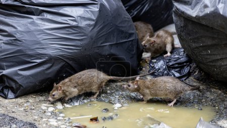 Schmutzige ekelhafte Ratten auf einem Gelände, das mit Abwasser, stinkenden, feuchten und Müllsäcken gefüllt war. Bezugnehmend auf das Problem der Ratten in der Stadt, Krankheitsausbrüche von Tieren, Dreck in der Stadt. Selektiver Fokus.