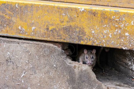 Schmutzige, zottelige, beady-eyed, abstoßende, ekelhafte Ratten tauchen aus den Rissen von Gebäuden auf. Bezieht sich auf das Rattenproblem in der Stadt, Tierseuchenausbrüche und Dreck. Selektiver Fokus.
