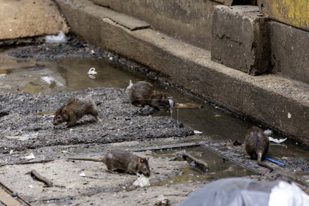 Schmutzige ekelhafte Ratten auf einem Gelände, das mit Abwasser, stinkenden, feuchten und Müllsäcken gefüllt war. Bezugnehmend auf das Problem der Ratten in der Stadt, Krankheitsausbrüche von Tieren, Dreck in der Stadt. Selektiver Fokus.