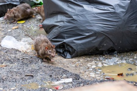 Photo for Dirty disgusting rats on area that was filled with sewage, smelly, damp, and garbage bags. Referring to the problem of rats in the city, disease outbreaks from animals, filth of city. Selective focus. - Royalty Free Image