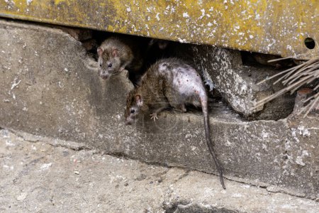 Photo for Dirty, shaggy-haired, beady-eyed, repulsive, disgustin rats emerge from the cracks of buildings. Refers to the rat problem in the city, animal disease outbreaks, and filth. Selective focus. - Royalty Free Image