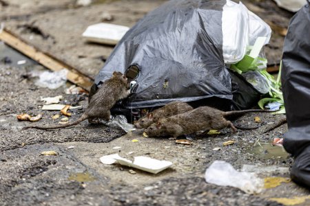 Drei schmutzige, struppige, magere Ratten fraßen nebeneinander Müll. Müllsäcke auf dem Boden waren nass und rochen sehr übel. Dies spiegelt das Problem des überquellenden Mülls in der Stadt wider. Selektiver Fokus