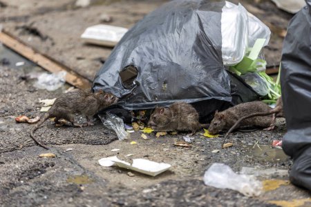 Téléchargez les photos : Trois sales rats maigres mangeaient des ordures l'un à côté de l'autre. Les sacs à ordures sur le sol étaient mouillés et sentaient très mauvais. reflétant le problème du débordement des ordures dans la ville. Concentration sélective - en image libre de droit