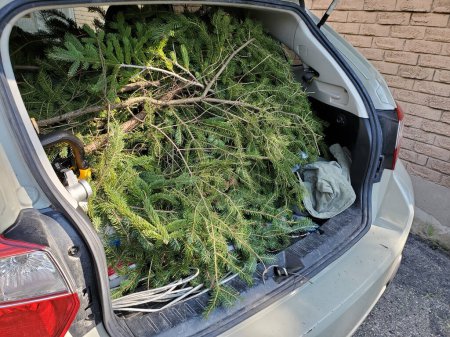 Photo for The trunk hatchback filled with yard waste, ready to go to the dump. - Royalty Free Image